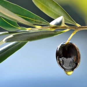 What is Squalane (Olive Squalane) and why is it so beneficial in skin care